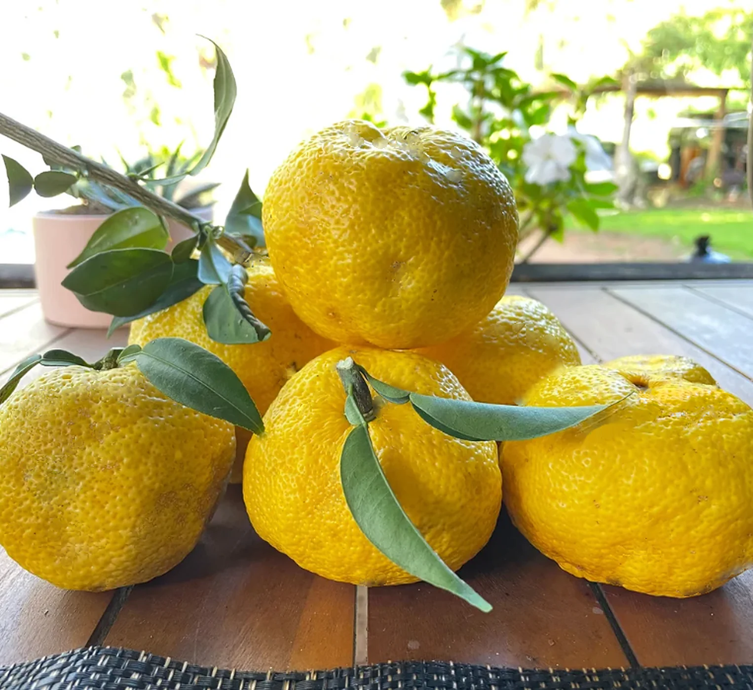 Freshly picked yuzu with leaves on a timber table