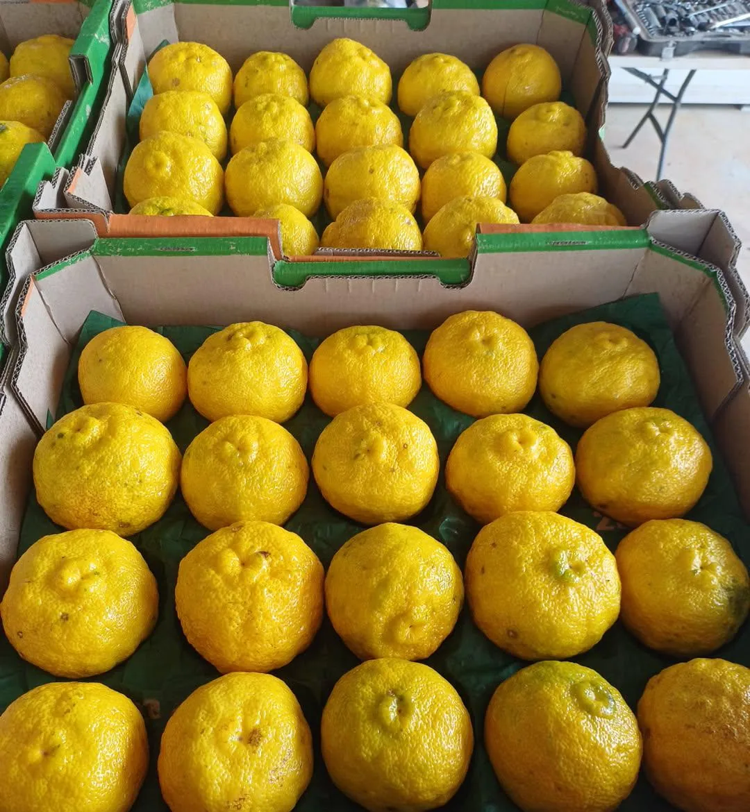 Trays of fresh yellow yuzu