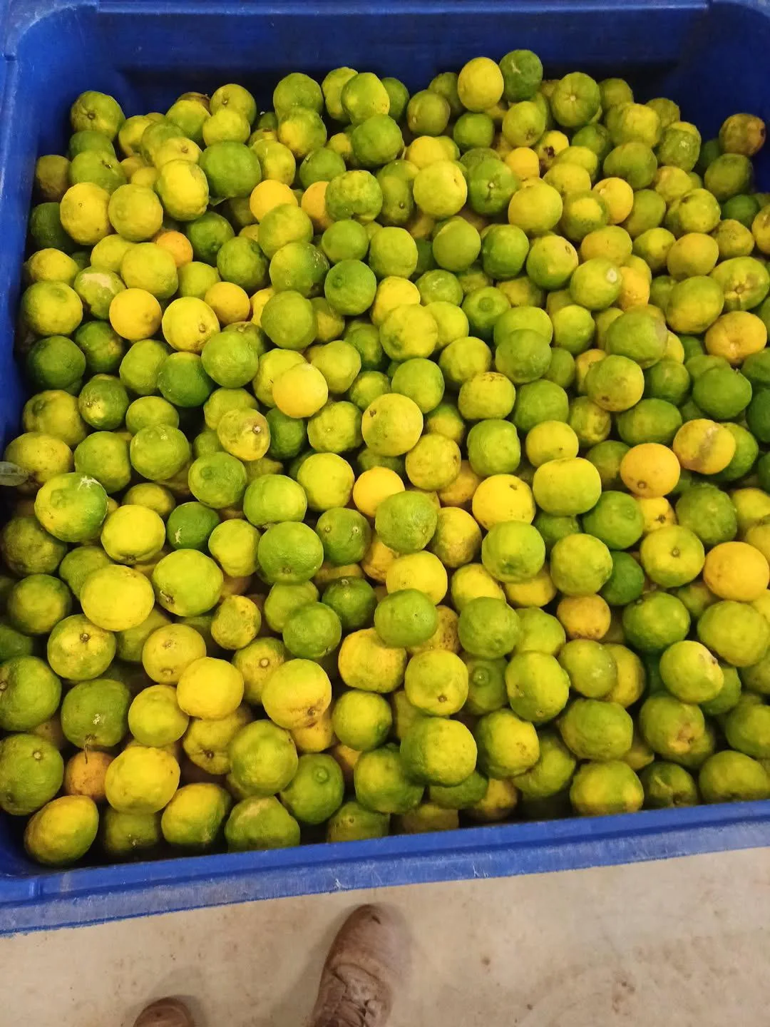 A harvest bin of yuzu turning from green to gold