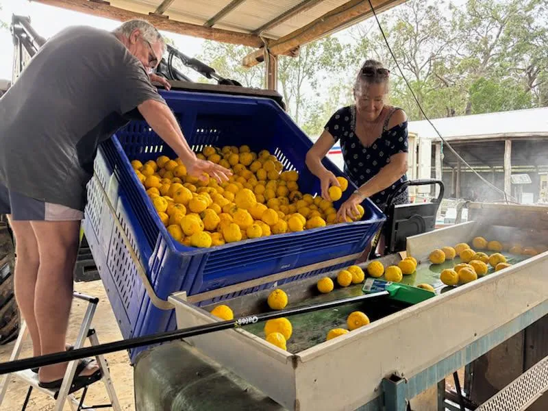 Freshly harvested yuzu being tipped onto a sorting table