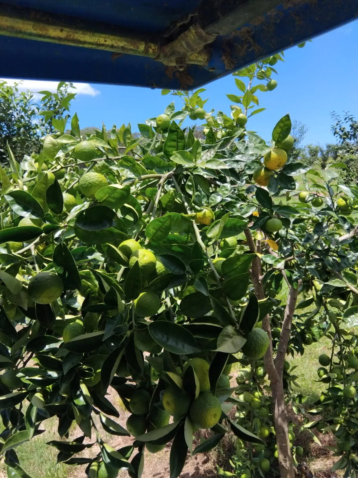 Yuzu tree canopy under a blue sky