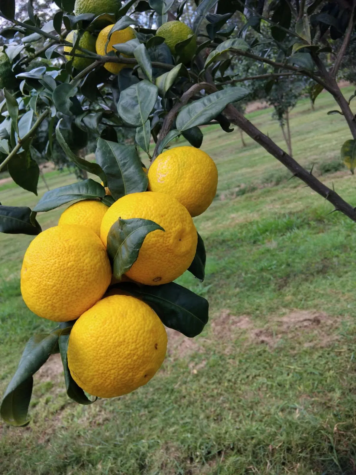 A cluster of yuzu among leaves