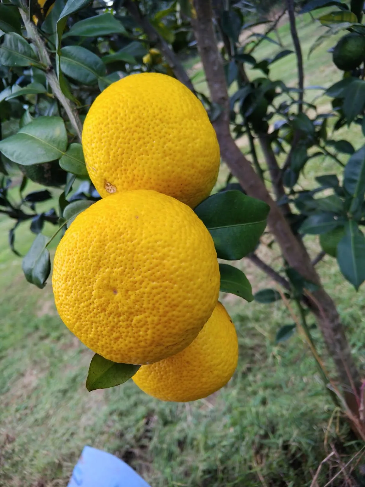 Ripe yuzu hanging on the tree